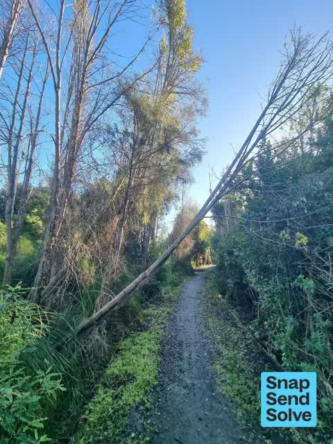 Fallen Tree, a report photo