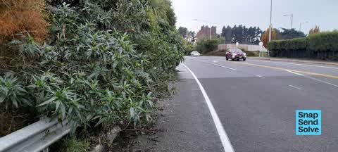 Overgrown Vegetation, a report photo