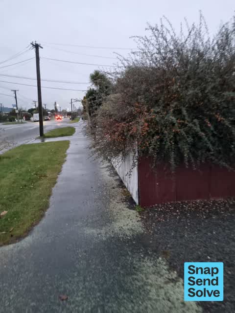 Overgrown Vegetation, a report photo