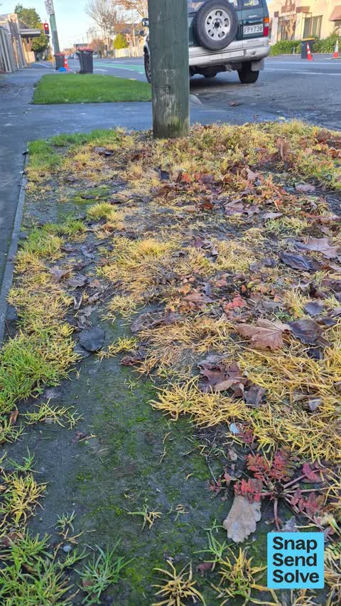 Overgrown Vegetation, a report photo