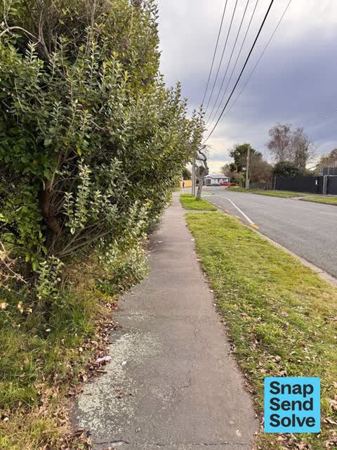 Overgrown Vegetation, a report photo