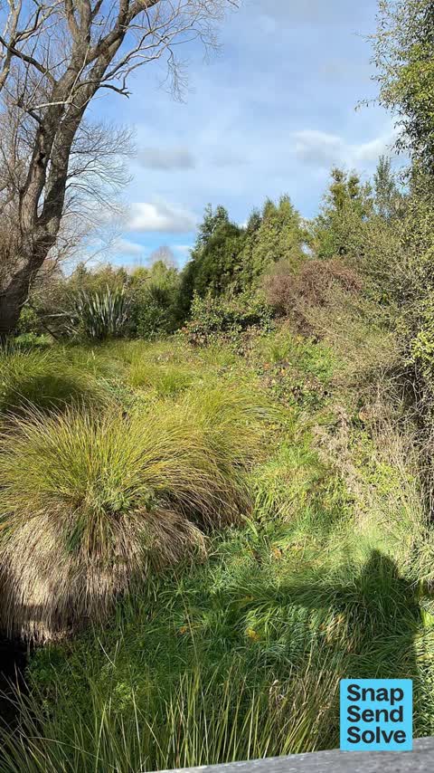 Overgrown Vegetation, a report photo