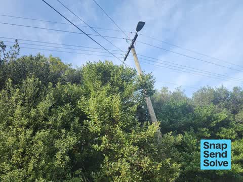 Overgrown Vegetation, a report photo
