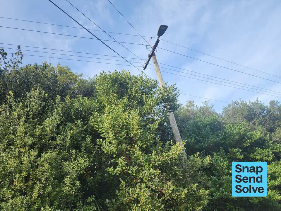 The photograph attached to this overgrown vegetation report