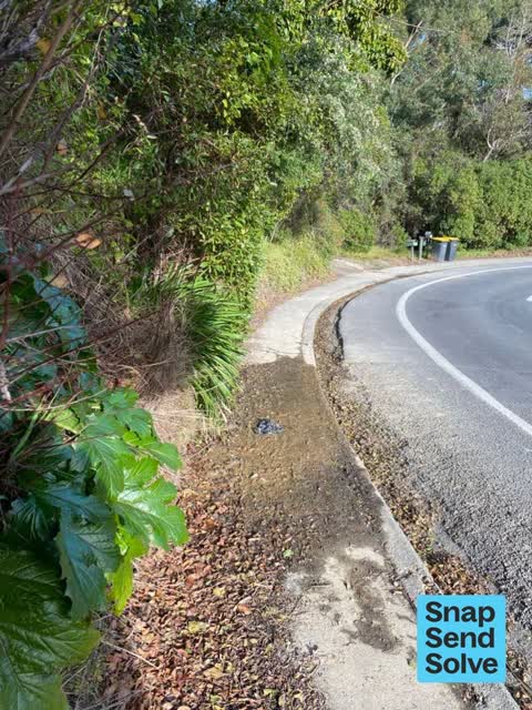 Overgrown Vegetation, a report photo