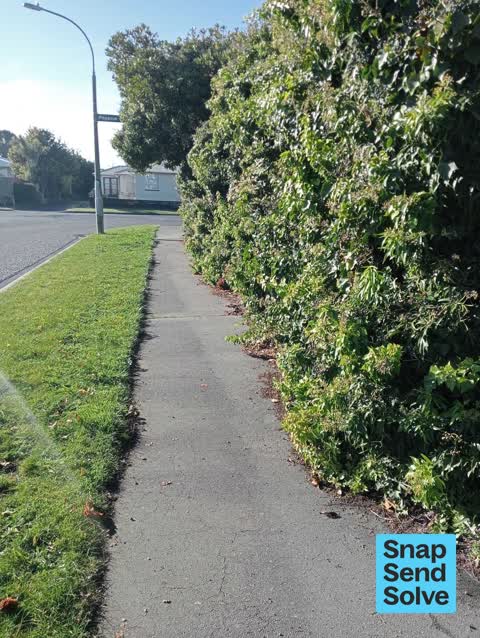Overgrown Vegetation, a report photo