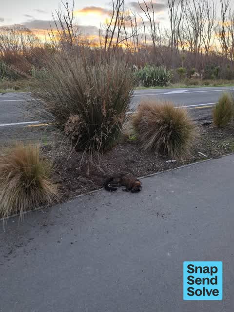 Animal - Deceased, a report photo