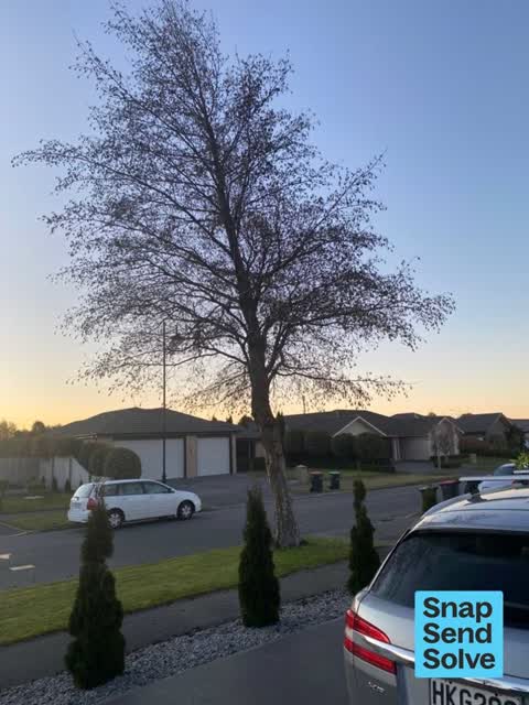 Trees - General, a report photo