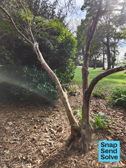 Fallen Tree, a report photo
