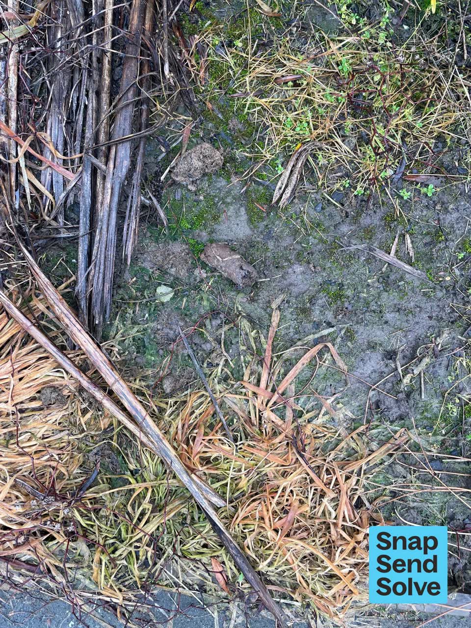 The photograph attached to this animal - general report