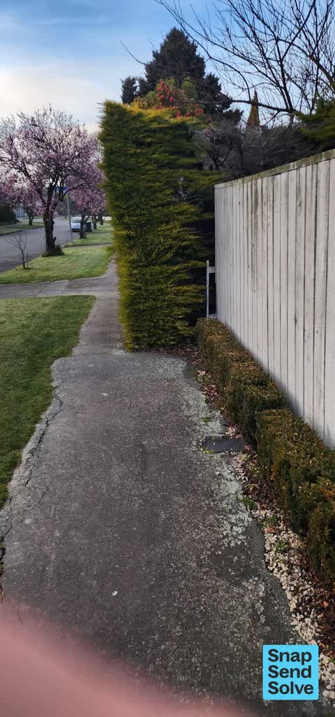 Overgrown Vegetation, a report photo