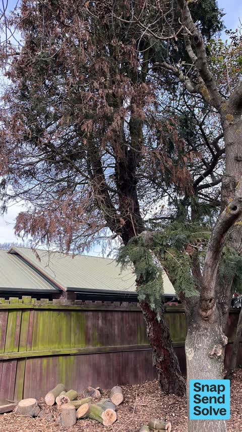 Trees - General, a report photo