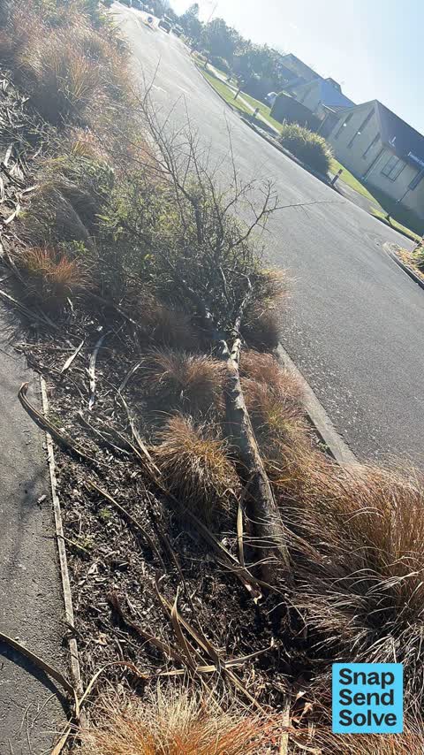 Fallen Tree, a report photo