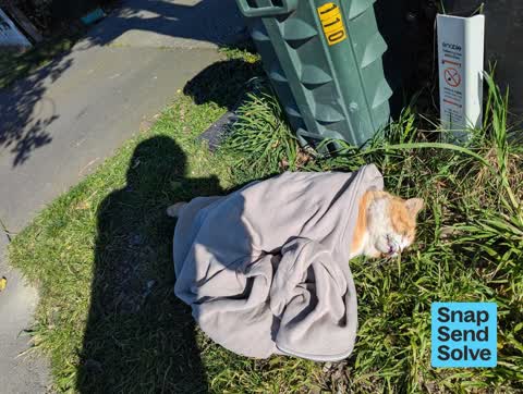 Animal - Deceased, a report photo