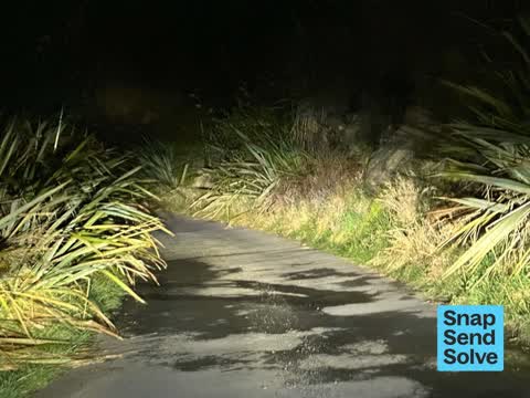 Overgrown Vegetation, a report photo