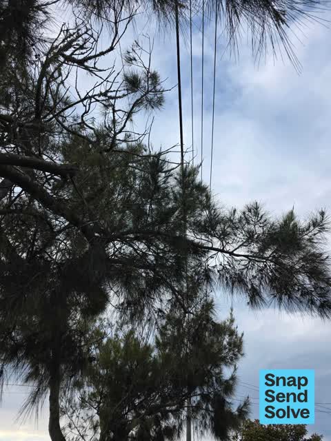 Trees - General — a report photo