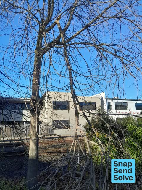Fallen Tree — a report photo