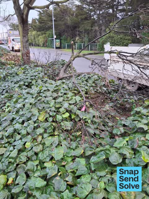Fallen Tree, a report photo