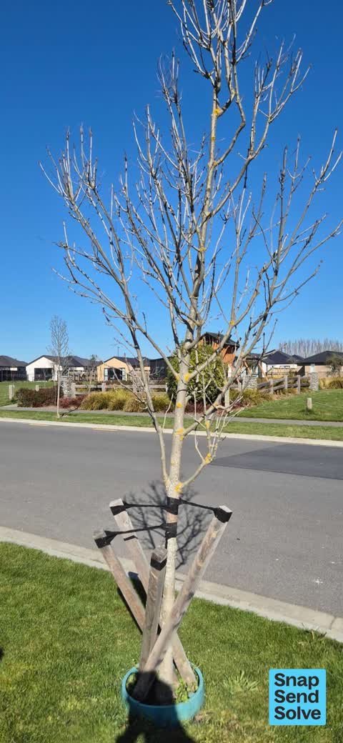 Fallen Tree, a report photo