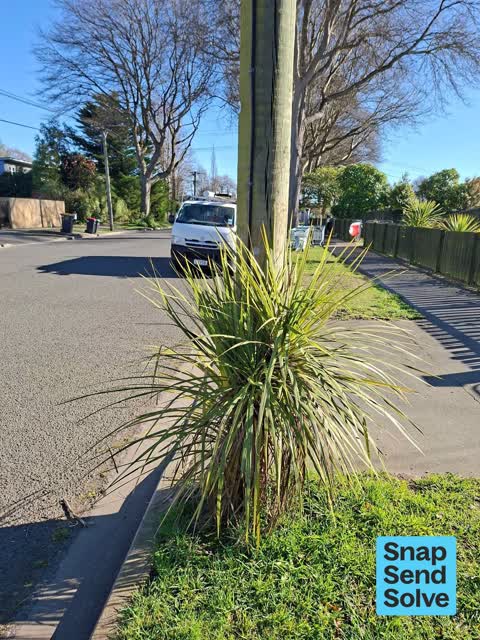 Trees - General, a report photo