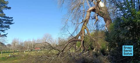 Fallen Tree, a report photo