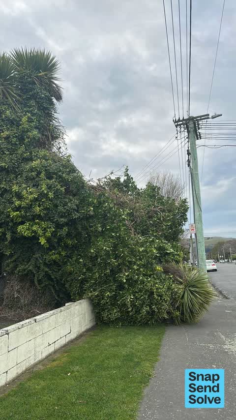 Fallen Tree — a report photo