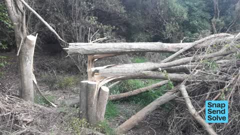Fallen Tree, a report photo
