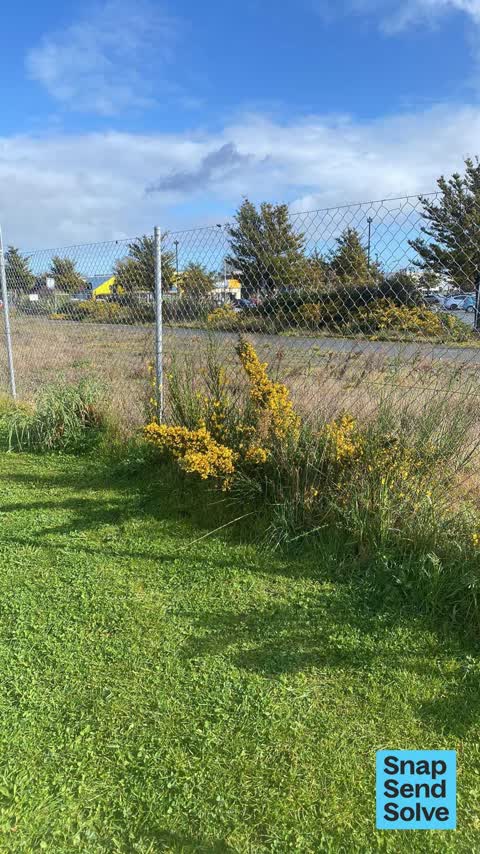 Overgrown Vegetation, a report photo