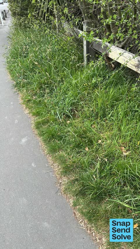 Overgrown Vegetation, a report photo