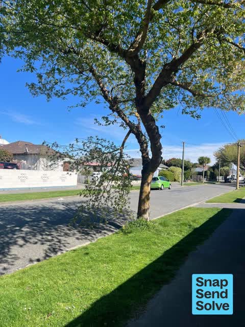 Overgrown Vegetation, a report photo