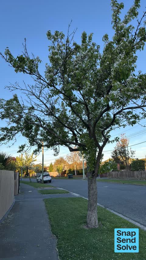 Trees - General, a report photo