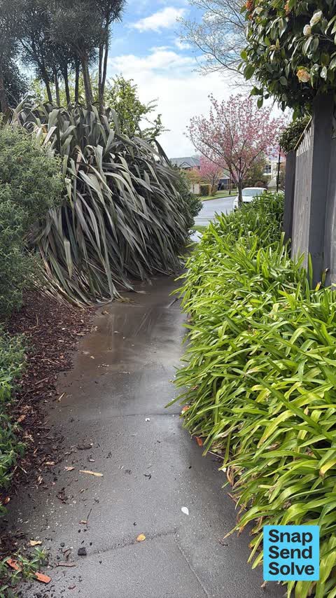 Overgrown Vegetation, a report photo