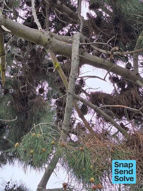 Trees - General, a report photo