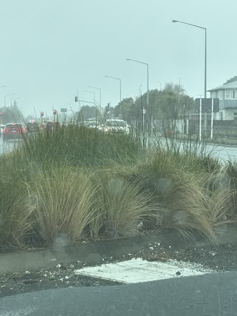 Overgrown Vegetation, a report photo
