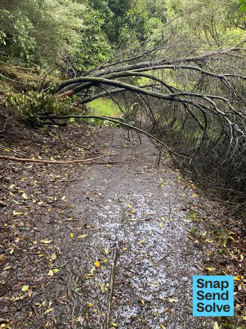 Overgrown Vegetation, a report photo