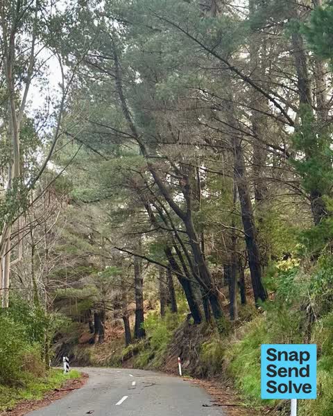 Trees - General, a report photo