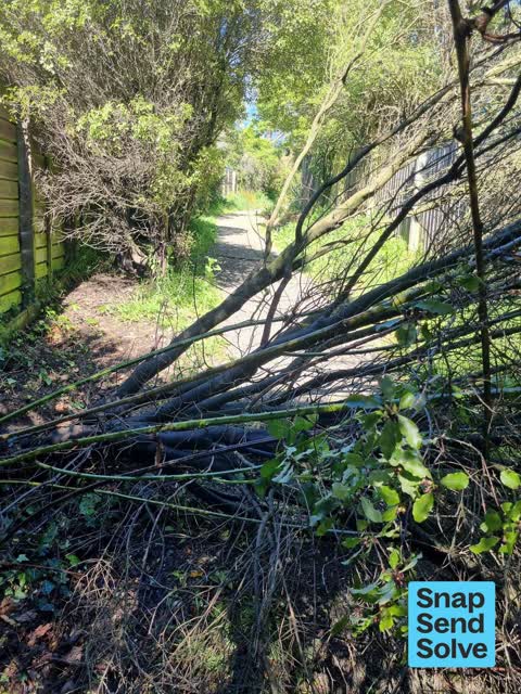 Fallen Tree, a report photo