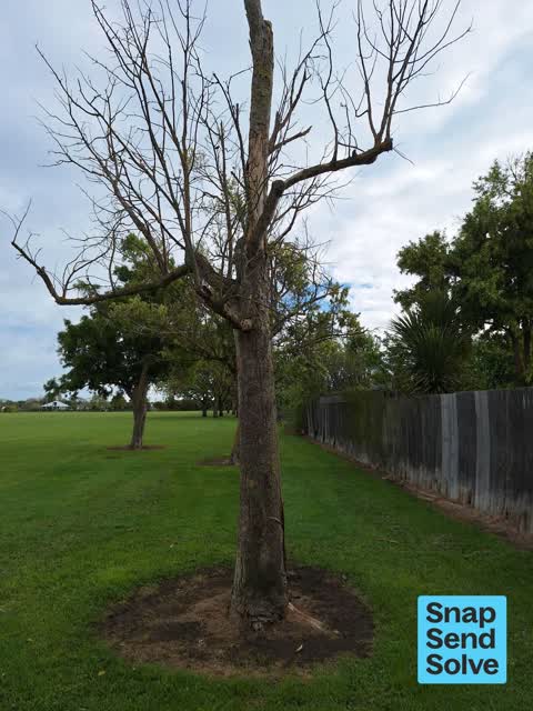 Trees - General, a report photo
