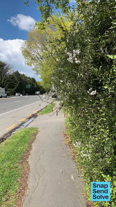 Overgrown Vegetation, a report photo