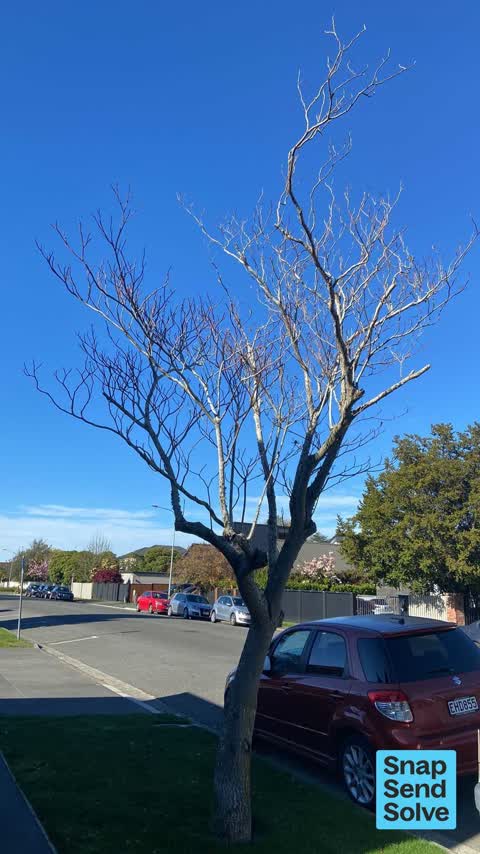 Trees - General, a report photo
