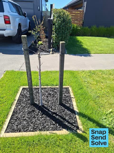 Trees - General, a report photo