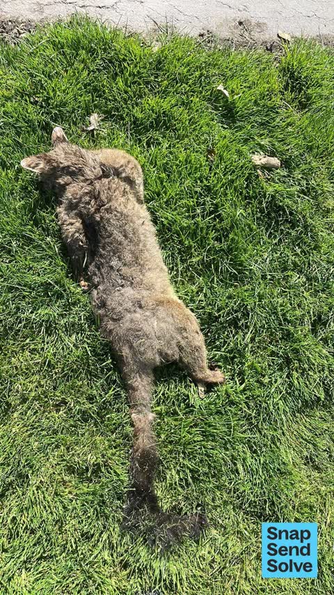 Animal - Deceased, a report photo