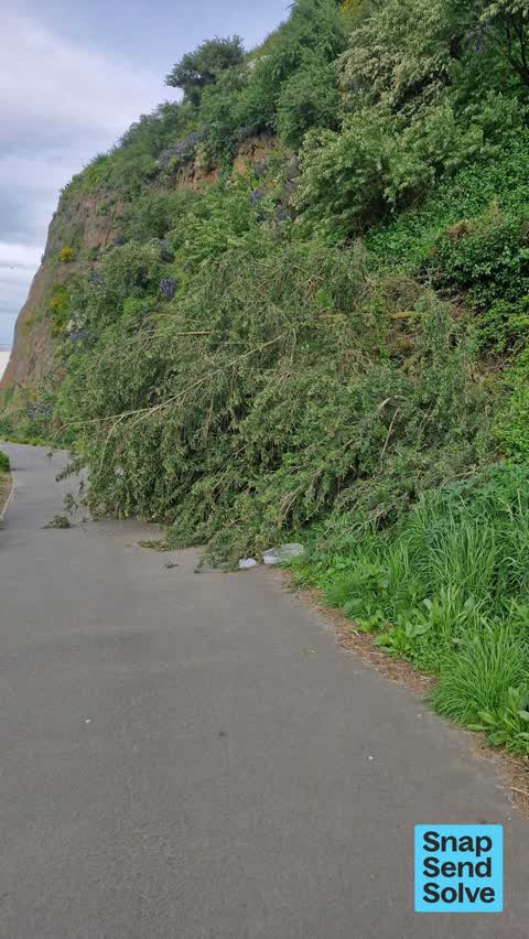 Fallen Tree, a report photo