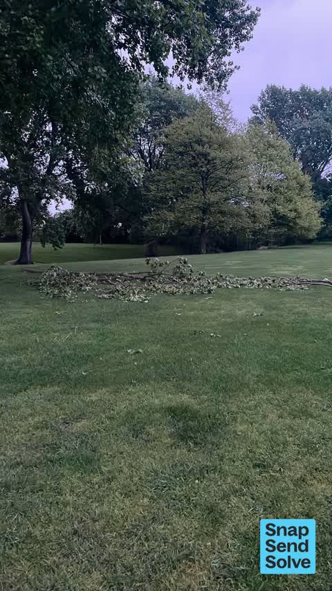 Fallen Tree, a report photo