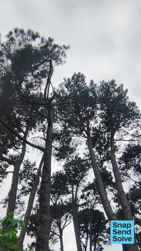 Trees - General, a report photo