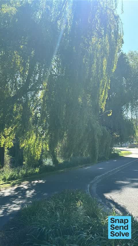 Overgrown Vegetation, a report photo