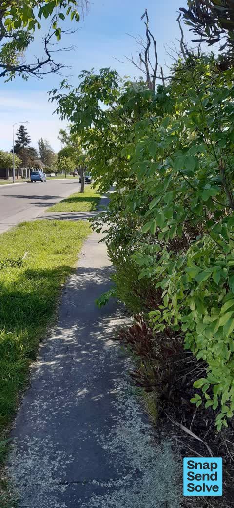 Trees - General, a report photo