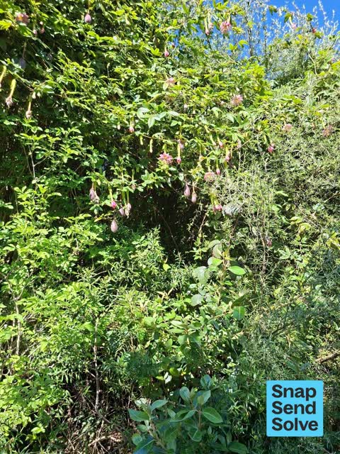 Trees - General, a report photo