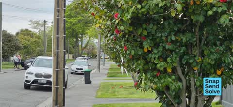 Overgrown Vegetation, a report photo