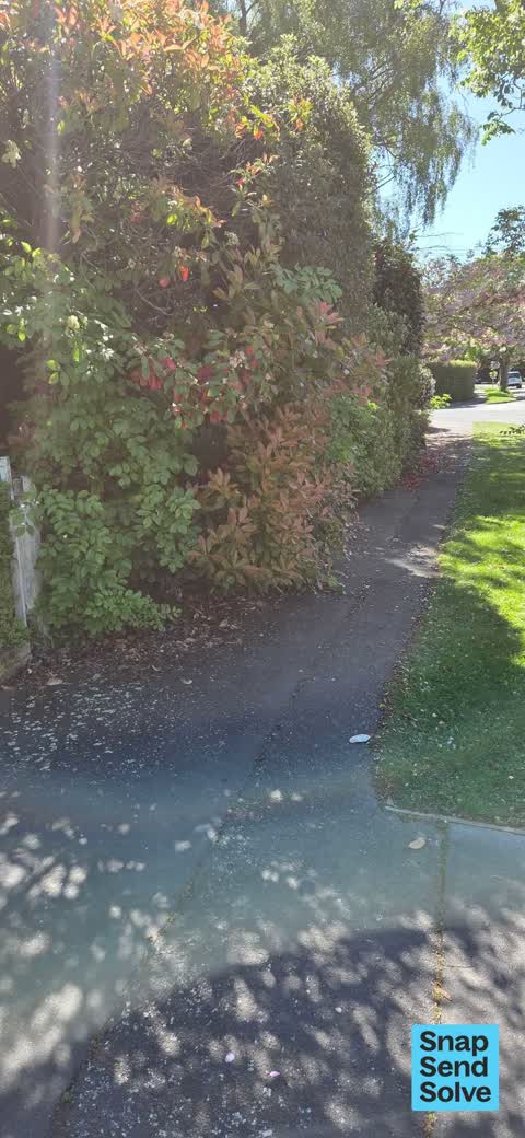 Overgrown Vegetation, a report photo